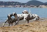 DALMATIEN 248